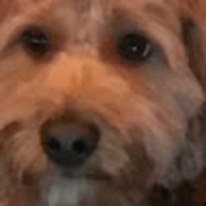 Meet your Posher, Gavrielle